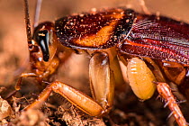 Jewel wasp (Ampulex compressa) larva sucking haemolymph from its host cockroach, captive