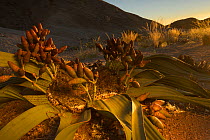 Welwitschia (Welwitschia mirabilis) female plant with cones at sunset, Namib Naukluft National Park, Swakopmund, Namibia.