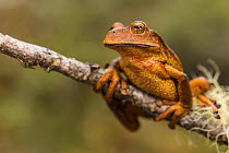 Marsupial frog (Gastrotheca sp) new species found while working  with researchers in the Cosnipata Valley, Peru