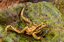 Abra Acanacu marsupial frog (Gastrotheca excubitor) dying due to heart attack caused by Chytrid fungus (Batrachochytrium dendrobatidis) Peru.