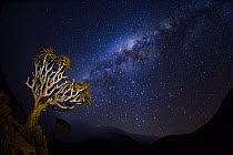 Quiver tree (Aloidendron dichotomum) at night with the milky way, Namib desert, Namibia.