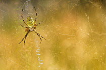 Wasp spider (Argiope bruennichi) on web, Italy, August.