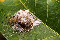 Bird-dropping spider (Phrynarachne decipiens) camouflaged on web to look like bird faeces, Borneo.