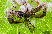 Bird-dropping spider (Phrynarachne decipiens) feeding on fly, camouflaged on web on leaf to mimic bird faeces, Borneo.