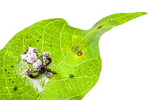 Bird-dropping spider (Phrynarachne decipiens) camouflaged on web on leaf to mimic bird faeces, Borneo.