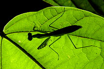 Mantis (Gildella suavis) silhouetted against light through leaf, Mulu National Park, Sabah, Borneo.
