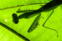 Mantis (Gildella suavis) silhouetted against light through leaf, Mulu National Park, Sabah, Borneo.