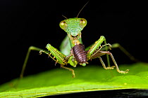 Mantis (Gildella suavis) feeding on cricket at night, Mulu National Park, Sabah, Borneo.