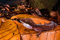 Cat gecko (Aeluroscalabotes felinus) Sarawak, Malaysian Borneo.