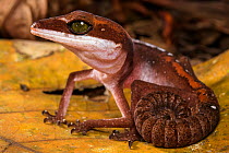 Cat gecko (Aeluroscalabotes felinus) with coiled tail, Sarawak, Malaysian Borneo.