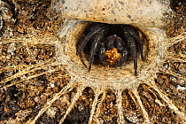 Malaysian trapdoor spider (Liphistius malayanus), adult female in her burrow with trapdoor open, Captive.
