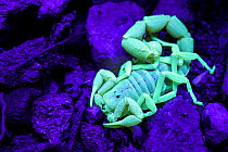 Scorption (Parabuthus granulatus) under UV light, Namibia.