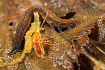 Velvet worm (Peripatoides novaesealandiae), adult with prey. Captive.