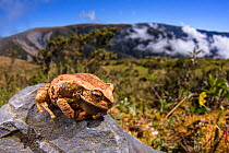 Abra acanacu marsupial frog (Gastrotheca excubitor) Manu National Park, Peru