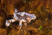 Andean frog (Bryophryne cophites) dead from chytrid fungus (Batrachochytrium dendrobatidis) Cusco region, Peru.