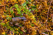 Cusco Andes frog (Bryophryne cophites), Manu National Park, Peru. Endangered species.