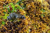 Cusco Andes frog (Bryophryne cophites), Manu National Park, Peru. Endangered species.