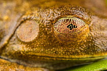 Map treefrog (Hypsiboas geographicus)  resting with its eyes disguised by its 'map' on the membrane. Villa Carmen Biological Station, Peru