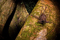 Whip scorpion (Heterophrynus elephas) hunting for food on a large tree root of the rainforest. Los Amigos Biological Station, Peru. Highly commended in the GDT European Wildlife Photographer of the Ye...
