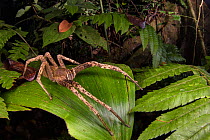 Banana spider (Phoneutria sp.) at night, Peru. July.