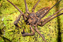 Tailless whip scorpion (Heterophrynus elephas) Peru.