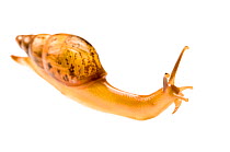 Snail (Euglandina sp.) on white background,  Peru