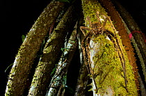Banana spider (Phoneutria sp.) active at night in the rainforest of Peru.