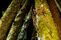 Banana spider (Phoneutria sp.) active at night in rainforest, Peru.
