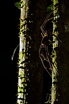 Banana spider (Phoneutria sp.) at night, Peru.