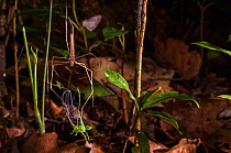 Ogre faced spider (Deinopis sp.) trapping a katydid (Copiphora sp.) at night into the rainforst, Los Amigos Biological Station, Peru