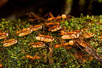 Ant (Eciton hamatum) migrating nest site carrying larvae, Los Amigos Biological Station, Peru