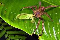 Armed spider (Phoneutria sp) eating a leaf katydid (Typophillum sp.), Peru.