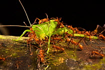 Army ants (Eciton hamatum) with cricket prey, Los Amigos Biological Station, Peru