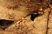 Army ants (Eciton hamatum) soldiers patrolling near the pathway of workers, Los Amigos Biological Station, Peru