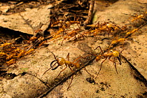 Army ants (Eciton hamatum) soldiers patrolling near the pathway of workers, Los Amigos Biological Station, Peru