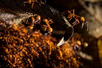 Army ants (Eciton hamatum) soldiers on the foreground patrolling near path of workers. Los Amigos Biological Station, Peru