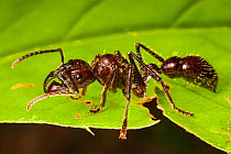Bullet ant (Paraponera clavata), Los Amigos Biological Station, Peru