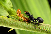 Ant (Cephalotes atratus) on the right, fighting with another unidentified ant, Los Amigos Biological Station, Peru