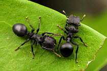 Ants (Cephalotes atratus) grooming each other, Los Amigos Biological station, Peru