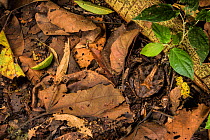 Peruvian horned frog (Ceratophrys cornuta) camouflaged in leaf litter,  Peru