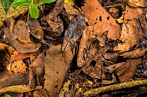 Peruvian horned frog (Ceratophrys cornuta) camouflaged in leaf litter, Peru