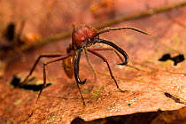 Army ant (Eciton dulcium) Los Amigos Biological Station, Peru