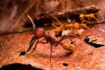 Army ant (Eciton dulcium) Los Amigos Biological Station, Peru