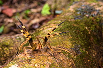 Armed spider (Phoneutria sp) in threat posture, Peru, July.