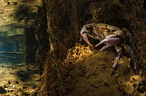 Freshwater crab (Potamon fluviatile) adult female on stream bed at the entrance of her burrow, Italy.  August 2012.