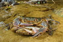 Freshwater crab (Potamon fluviatile), mating pair, Italy, September.