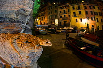 Moorish gecko (Tarentola mauritanica)  at night,  Riomaggiore Cinque Terre National Park, Italy, March. Highly Commended in the Urban Wildlife category of Wildlife Photography of the Year, 2011.