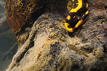 Fire salamander (Salamandra salamandra) giving birth to its larva, Italy, April.