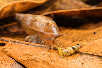 Carnivorous snail (Euglandina sp) preying upon another land snail, Peru. Sequence