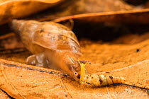 Carnivorous snail (Euglandina sp) preying upon another land snail, Peru. Sequence